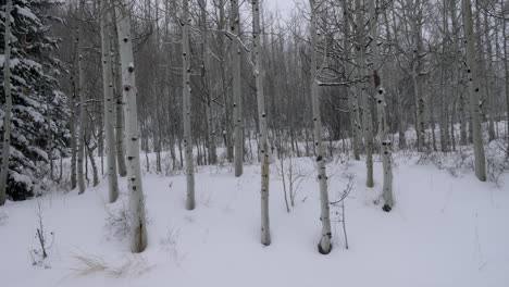 Schneebedeckter-Schneesturm-Dezember-Januar-Weihnachten-Winter-Espe-Schneemassen-Wildnis-Baum-Wald-Tiefer-Pulverschnee-Malerischer-Schneefall-Colorado-Rocky-Mountains-Telluride-Crested-Butte-Vail-Still-Zeitlupe