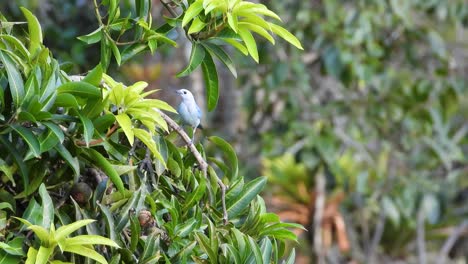 Blaugraue-Tanager-Sind-Einer-Der-Farbenfrohen,-Leuchtend-Blauen-Vögel-In-La-Vega,-Kolumbien