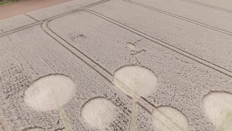 Mysterious-round-crop-circles-in-farm-wheat-field,-aerial-pullback