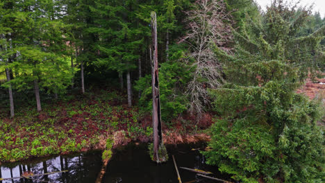 Pacific-Northwest-creek-and-trees-in-Evergreen-forest-in-Washington-State-on-cloudy-day