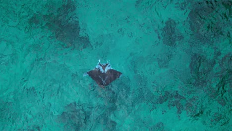 Manta-ray-with-black-body-and-white-wing-tips-swims-in-green-sandy-coral-reef-Caribbean-ocean-water,-aerial