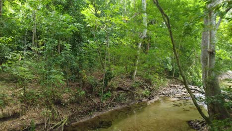 Amazon-Jungle-With-Flowing-River-Near-Santa-Marta,-Magdalena,-Colombia