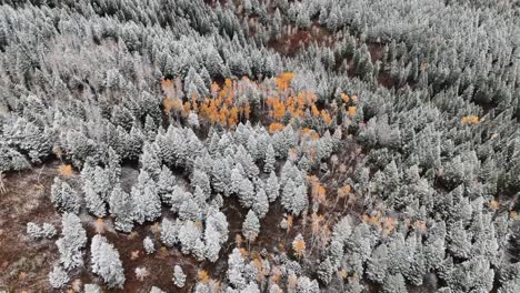 Snow-Covered-Trees-At-Sawtooth-Mountains-In-Idaho,-USA