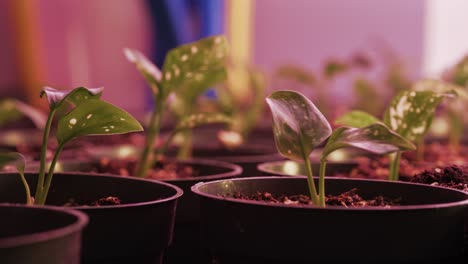 Configuración-De-Invernadero-Con-Estantes-De-Cultivo-Y-Bandejas-Para-Plantas.