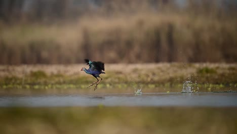 The-grey-Headed-Swamphen-Taking-off