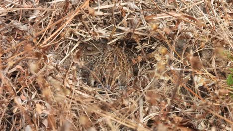 Quail-bird-chick-in-nest-