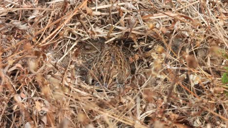 Wachtel-Vogel-Küken-Im-Nest-