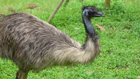 Emu,-dromaius-novaehollandiae-with-twisted-long-neck,-spotted-on-the-grassland,-curiously-staring-at-the-surroundings,-close-up-shot-of-an-Australian-flightless-bird-species