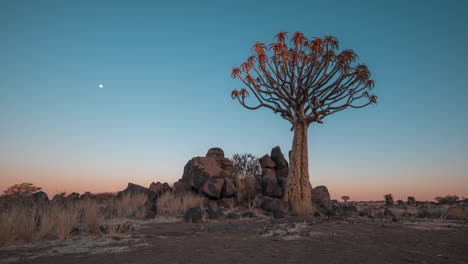Köcherbaum-In-Der-Abenddämmerung-Im-Südlichen-Afrika