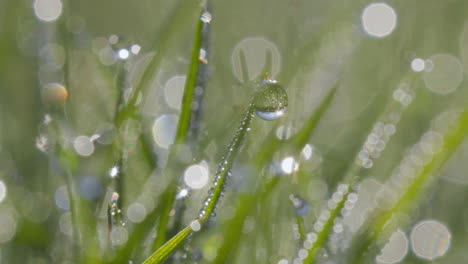 Depicts-a-lush,-dew-covered-grass,-each-blade-glistening-with-droplets-that-scatter-the-light,-creating-a-bokeh-effect-in-the-background
