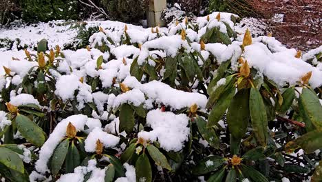 Un-Arbusto-Cubierto-De-Nieve-Con-Hojas-Y-Brotes-Verdes