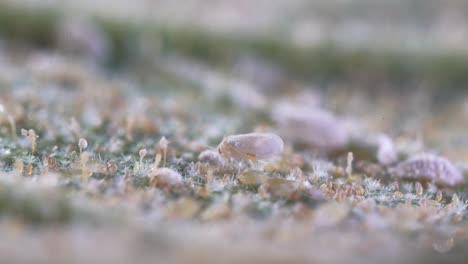 Whitefly-Feeding-on-Infested-Leaf,-Macro-Landscape