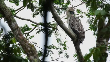 Looking-back-over-its-left-wing-as-the-camera-zooms-out-revealing-this-might-Philippine-Eagle-enduring-the-cold-wind-in-the-jungle,-Pithecophaga-jefferyi,-Philippines