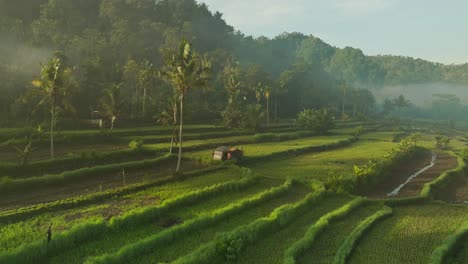 Old-farmers-hut-in-middle-of-lush-green-rice-fields-of-Sidemen,-aerial