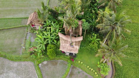 Traditional-Tree-House-Eco-Huts-amid-Rice-Paddies-of-Ubud,-Bali