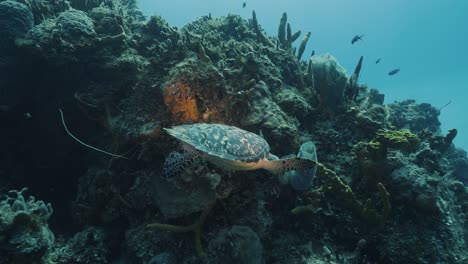 Cozumel.Sea-and-turtle.-Mexico.-Underwater-video