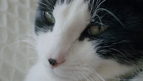 Tired-cat-closeup-face.-Pet-animal-detail