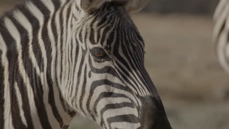 Extreme-Nahaufnahme-Eines-Zebraauges