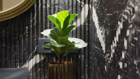 Houseplant---Indoor-Plant-Inside-The-Bathroom