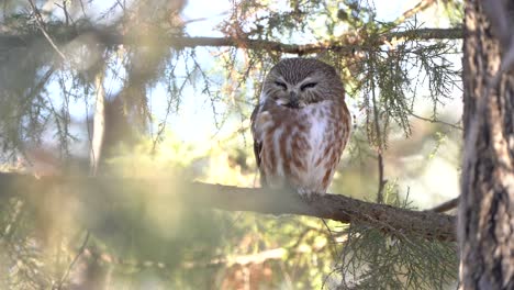 A-northern-saw-whet-owl-resting-on-a-windy-afternoon
