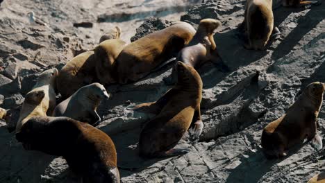 Nahaufnahme-Südamerikanischer-Seelöwen-Auf-Der-Seelöweninsel-Im-Beagle-Kanal