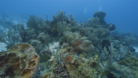 Cozumel.Reef-and-sea.-Mexico.-Underwater-video