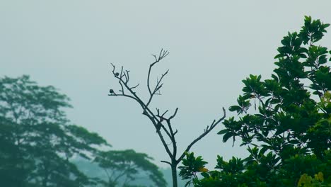 Gorriones-Sentados-En-Una-Rama-De-Un-árbol-Durante-La-Noche-En-El-Bosque-Profundo-De-Sundarban