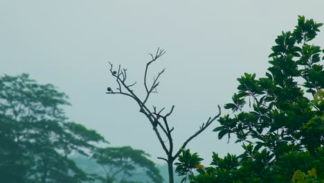 Spatzen-Sitzen-Abends-Auf-Einem-Ast-Eines-Baumes-Im-Tiefen-Wald-Von-Sundarban