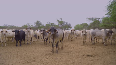Un-Grupo-De-Vacas-Brahman-Estáticas-Mirando-A-Su-Alrededor