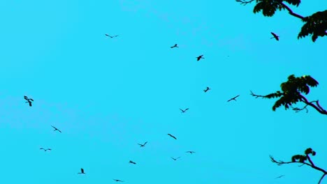 Flock-of-migratory-stork-birds-circling-in-turquoise-blue-sky,-tilt-down