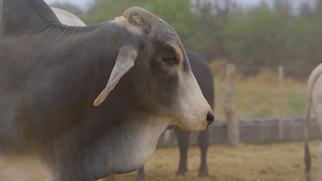 A-close-up-shot-of-a-Brahman-cow