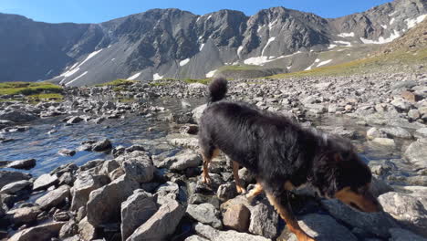 Mini-Aussie-dog-pup-riverbed-stream-Rocky-Mountains-Colorado-sunny-summer-morning-day-Mount-Blue-Sky-Evans-Grays-and-Torreys-peaks-saddle-trail-hike-mountaineer-Denver-front-range-pan-right-follow