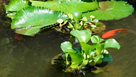 Colorful-koi-carp-and-goldfish-swimming-amongst-green-water-lilies-and-lily-pads