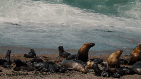 Colonia-De-Lobos-Marinos-Sudamericanos-En-Península-Valdés-En-Chubut,-Argentina.