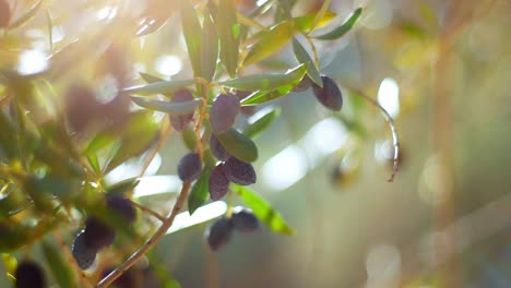 cinematic-close-up-of-ripe-black-olives-on-green-branches-sun-flare-into-camera