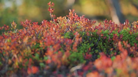 Tiny-blueberry-and-cranberry-shrubs-with-bright-red-leaves-on-the-soft-green-carpet-of-moss-and-evergreens