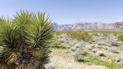 Nahaufnahme-Eines-Yucca-Baumes-Mit-Bergen-Im-Hintergrund