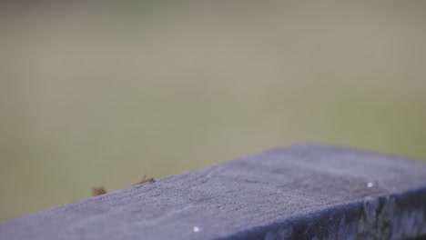 Lagarto-Anole-Marrón-Cubano-Sentado-Sobre-Hormigón-Huir-En-Florida