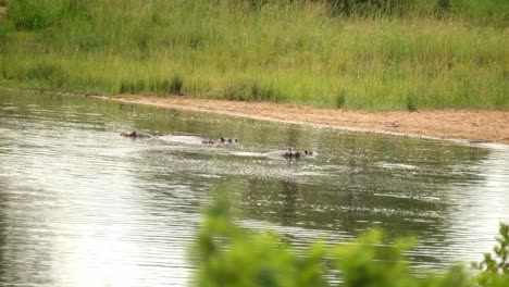Hipopótamos-Nadando-En-La-Naturaleza