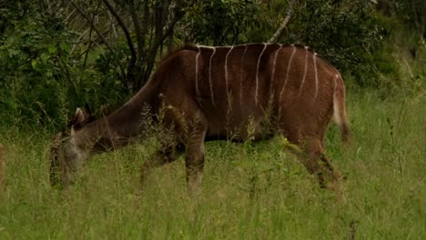 Female-Kudu-eating-grass-in-the-wild