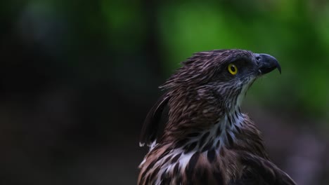 Looking-up-to-the-right-then-moves-its-head,-Pinsker's-Hawk-eagle-Nisaetus-pinskeri,-Philippines