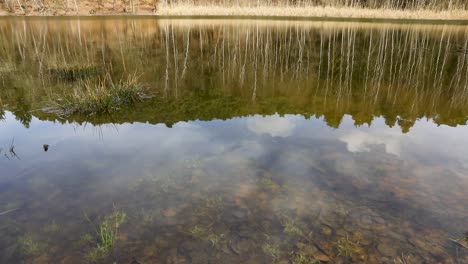 Wunderschöne-Spiegelungen-Von-Bäumen-In-Einem-Teich-In-Einem-Wald-In-Deutschland-Im-Herbst