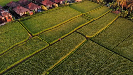 Lush-Green-Rice-Fields-And-Kayangan-Villas-and-traditional-Balinese-huts-in-Ubud-In-Bali,-Indonesia---Drone-tilt-up-Shot-during-golden-hour