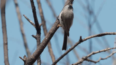 Marsh-tit-bird-pecking-branch-bark-searching-food-on-a-leafless-tree-in-spring-Seoul,-South-Korea