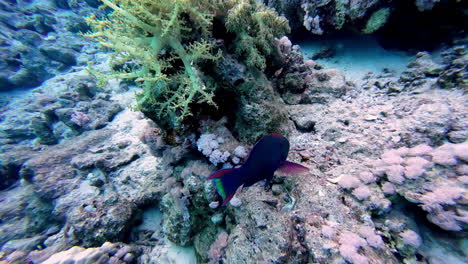 Dunkelhäutige-Papageienfische-Schwimmen-Unter-Dem-Tiefblauen-Meer-In-Sharm-El-Sheikh,-Ägypten