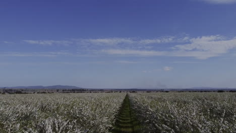 drone-take-off-from-almond-trees-lines