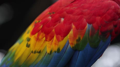 -Una-Macro-Toma-Plumas-De-Guacamaya-Colombiana.-----------------------