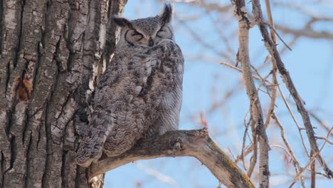 A-majestic-Great-Horned-Owl,-with-ear-tufts-and-feathers,-sits-serenely-on-a-bare-branch-against-the-rough-bark-of-a-tree