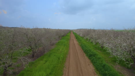 Vuelo-Sobre-El-Florecimiento-De-Un-Campo-De-Almendros,-Movimiento-Lento-De-Drones-Sobre-Un-Camino-De-Conducción-De-Tractores---Phus-En-Toma