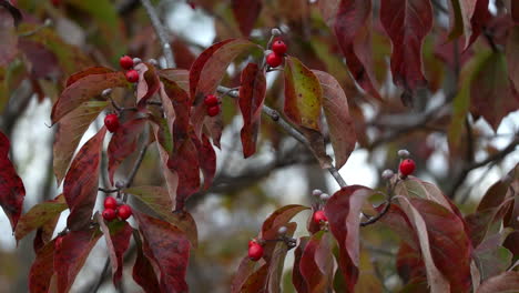 Red-Dogwood-Tree-Leaves-and-Berries-Sway-in-Autumn-Wind-Close-Up-Slow-Motion